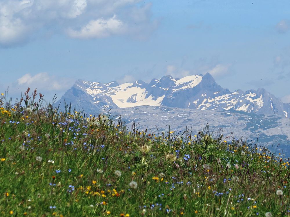 Ruchen bis Bächlistock über Blumenwiese