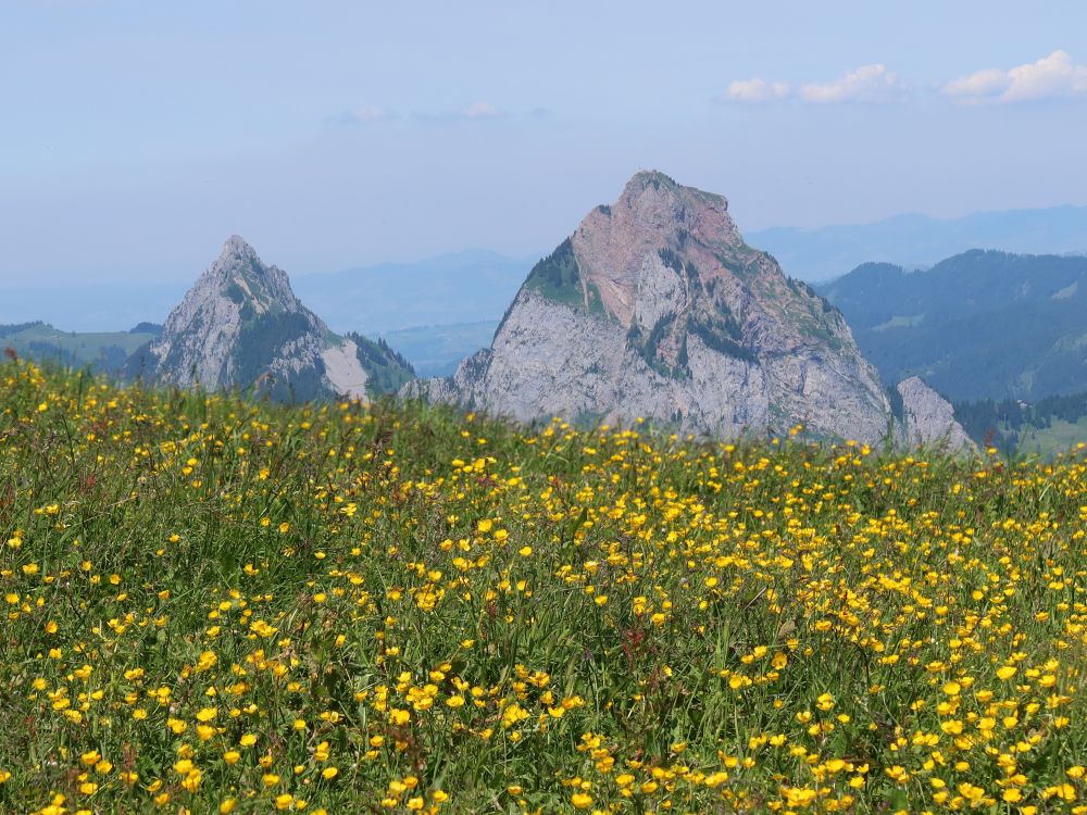 Mythen über Blumenwiese