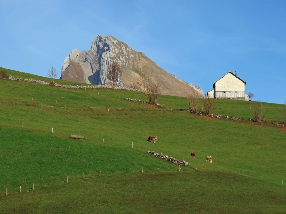 Wildhauser Schafberg