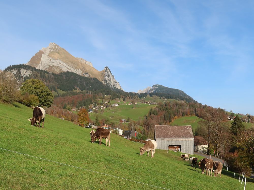 Kuhherde vor Wildhauser Schafberg