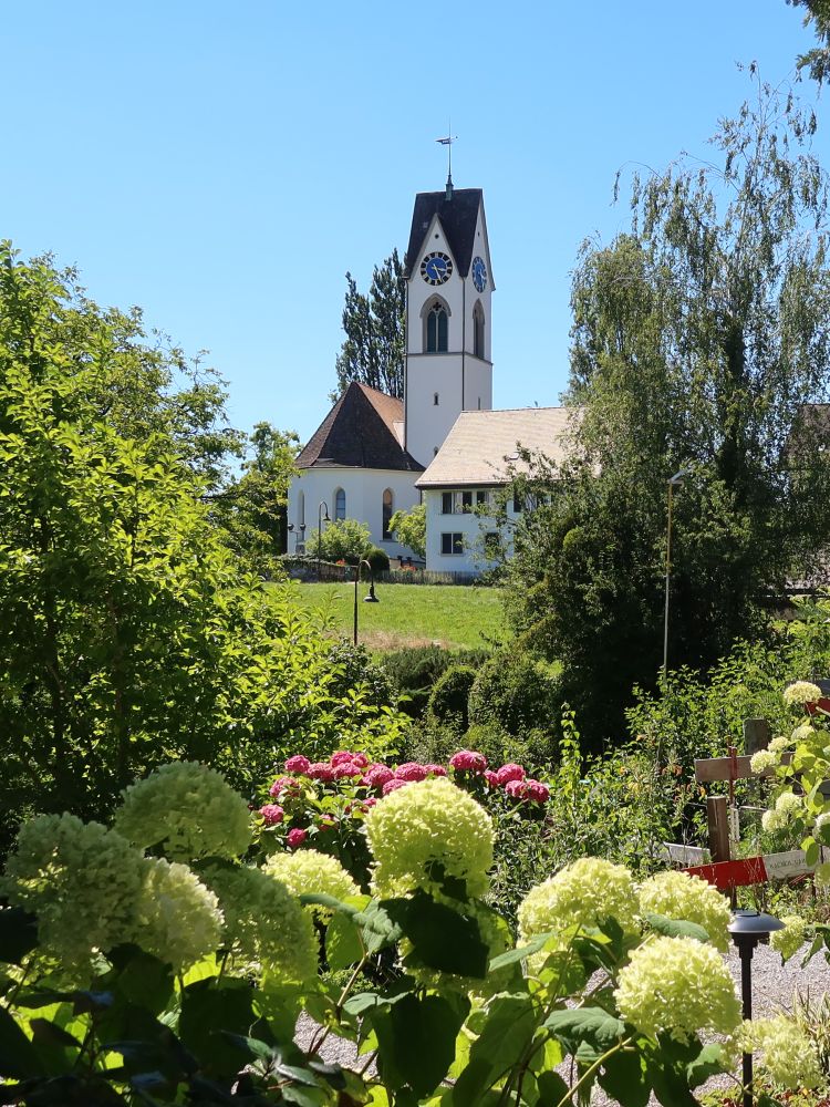 Kirche Uetikon über Hortensien