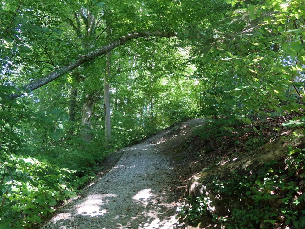 Wanderweg am Haslenbach