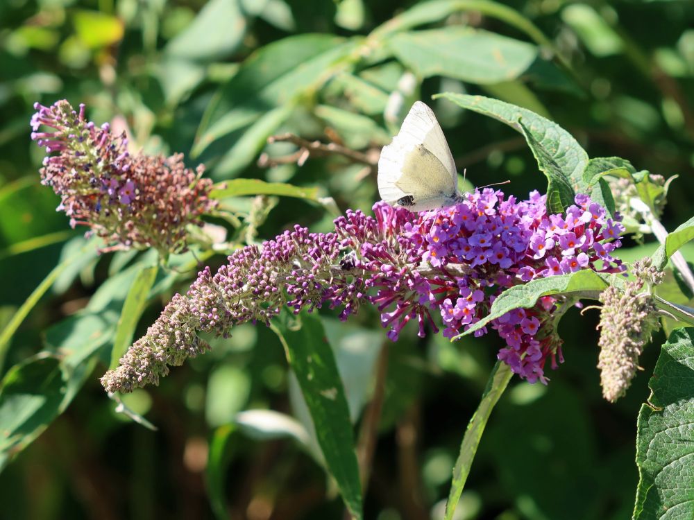 Schmetterling auf Sommerflieder