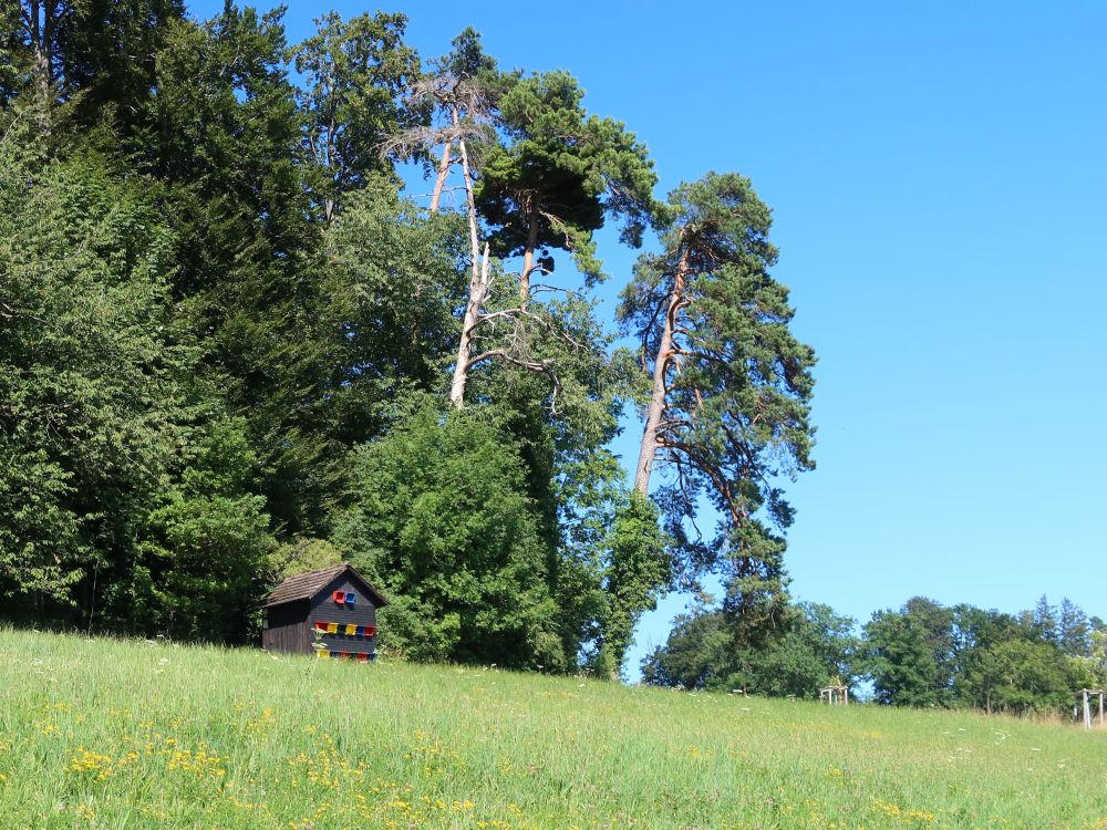 Bienenhäuschen am Waldrand