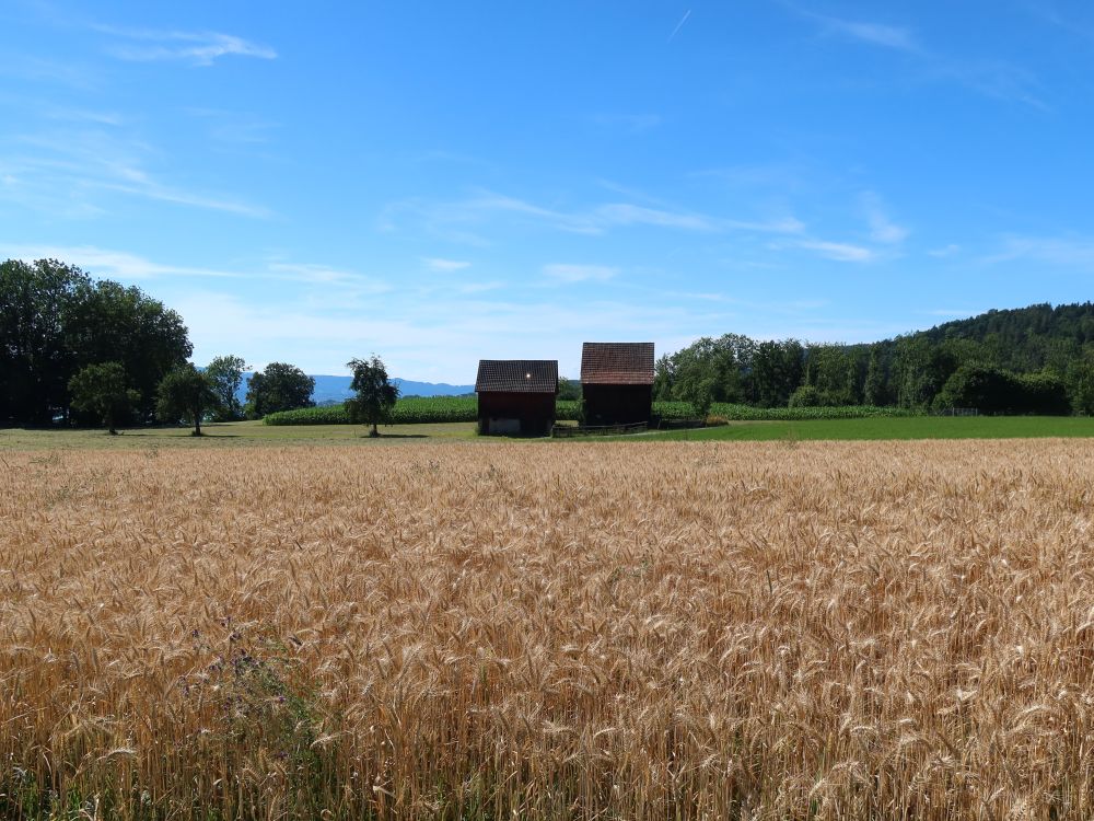 Scheunen über einem Kornfeld