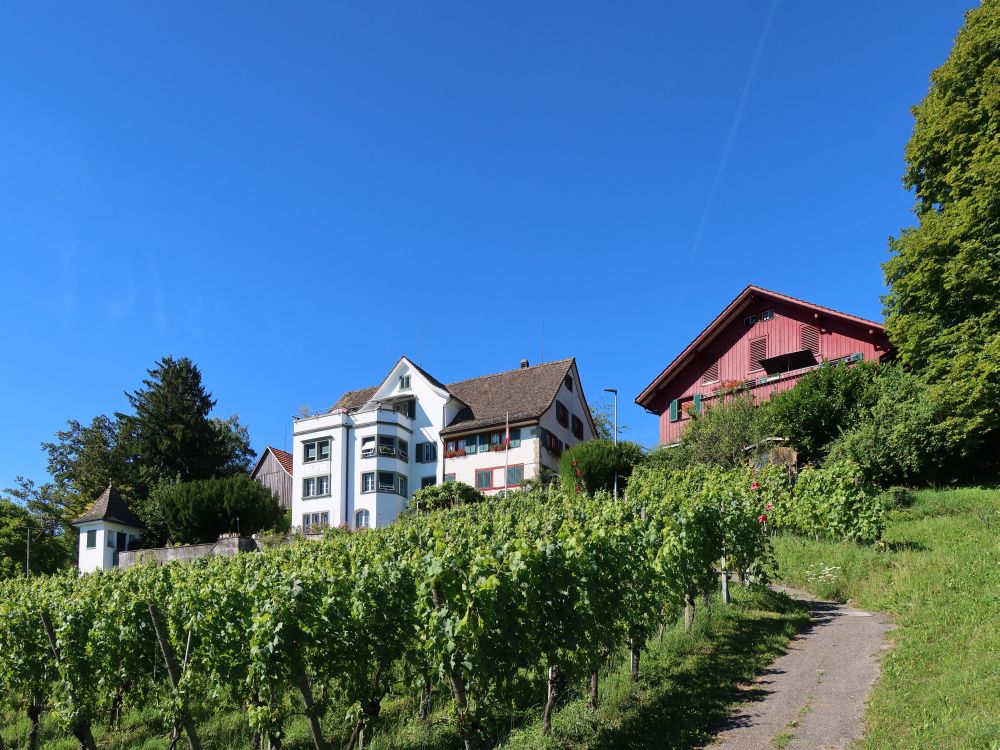 Weinberg Oberallenberg