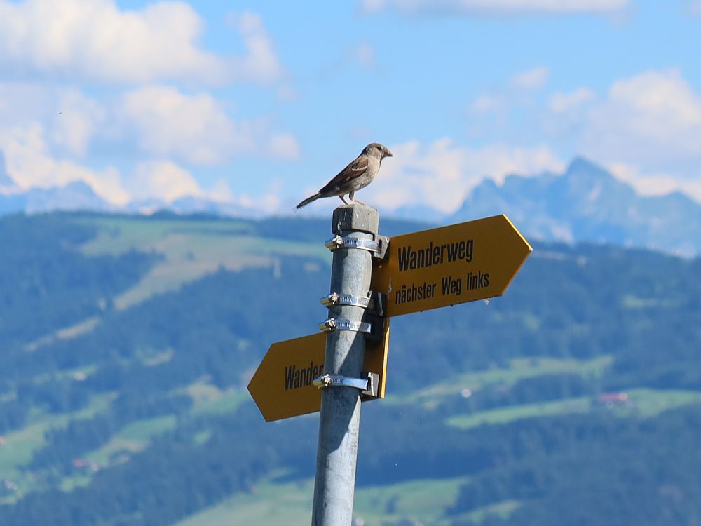 Vogel auf Wanderwegweiser