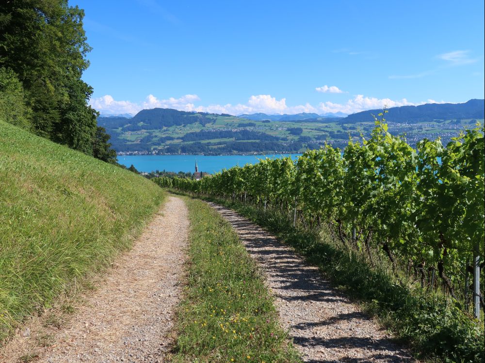 Weinberg überm Zürichsee