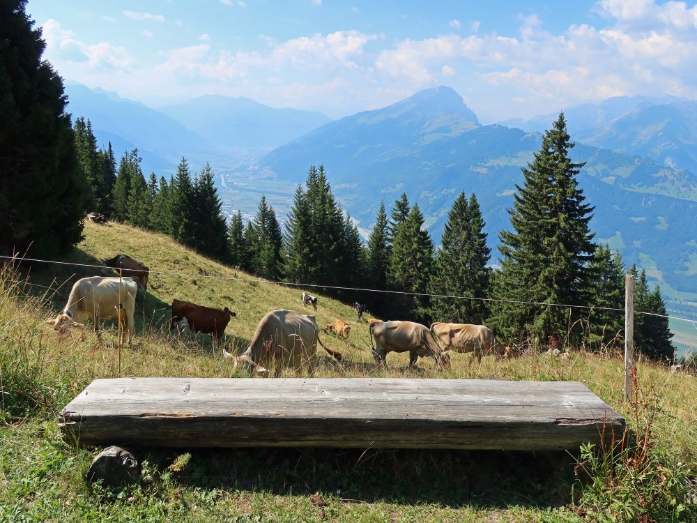 Kühe mit Rheintal und Haldensteiner Calanda