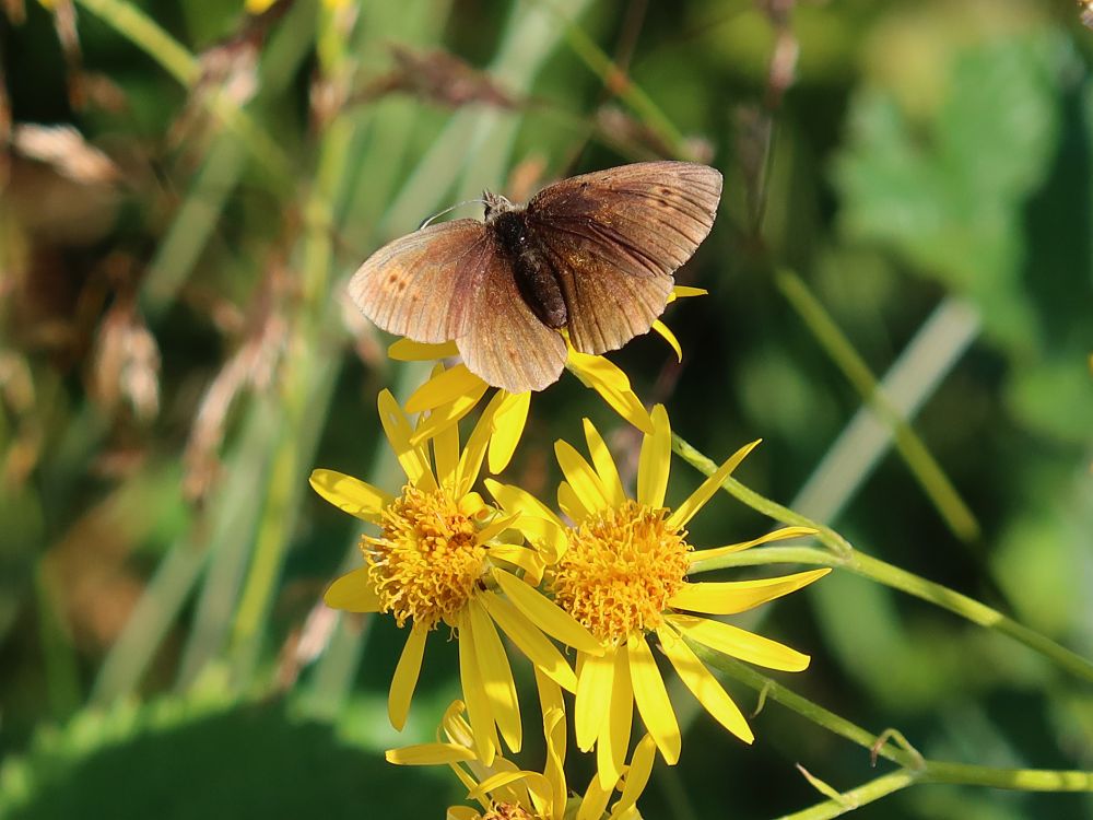 Schmetterling Brauner Waldvogel