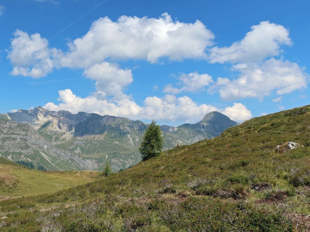 Einzelbaum vor Naafkopf und Tschingel