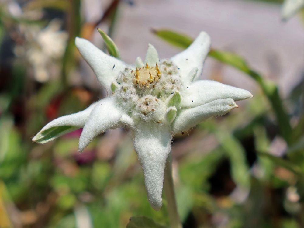 Edelweiss