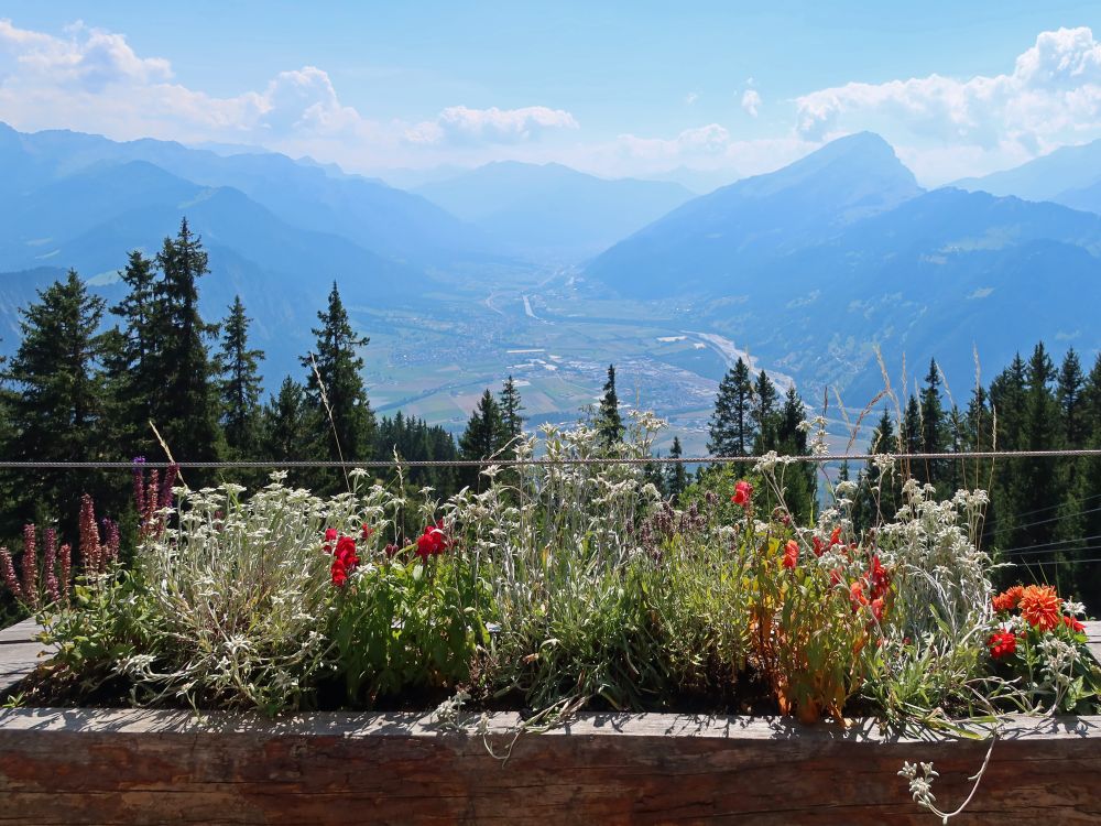 Edelweiss mit Rheintal und Haldensteiner Calanda