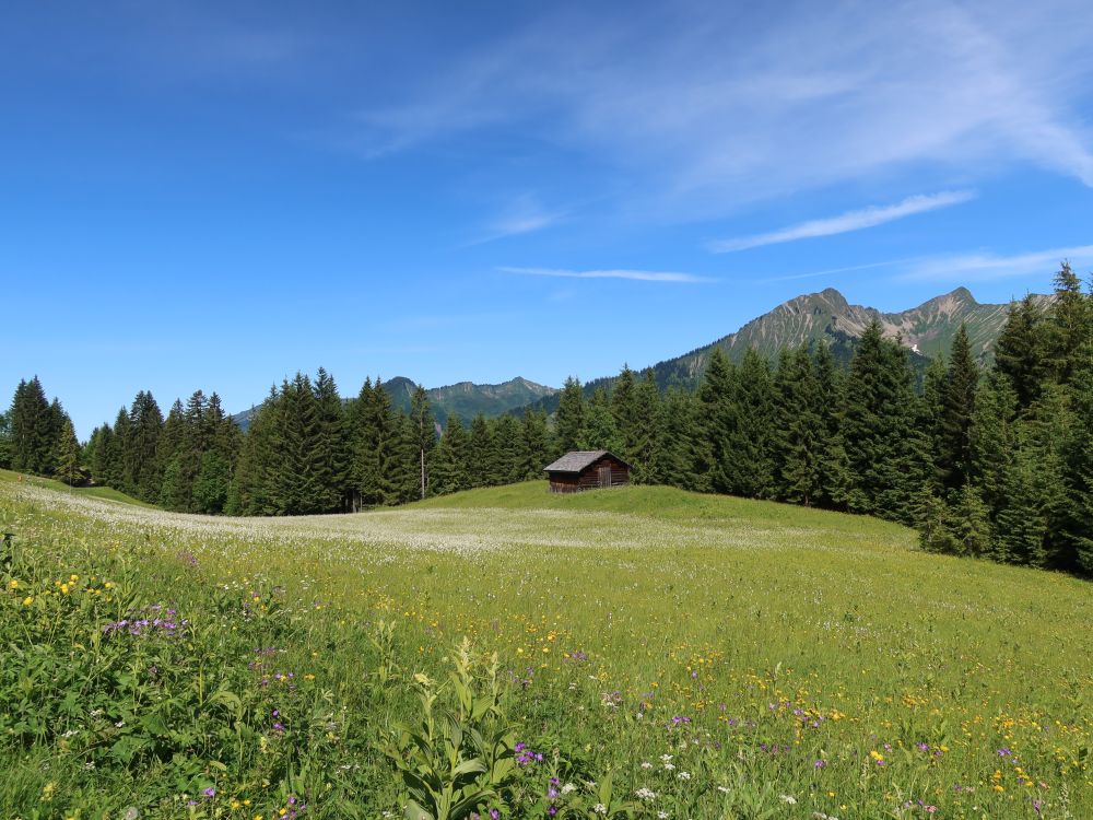 Wollgras und Türtschhorn