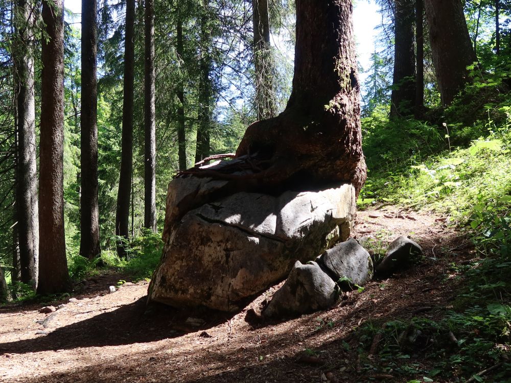 Baum wurzelt auf Fels