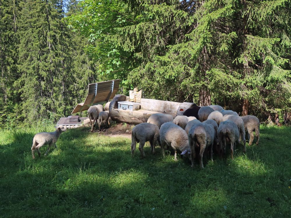 Schafherde am Grillplatz