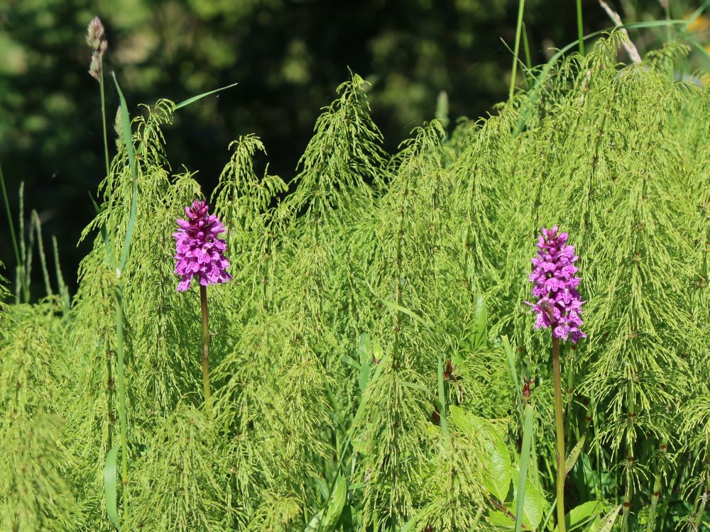 Orchideen und Schachtelhalm