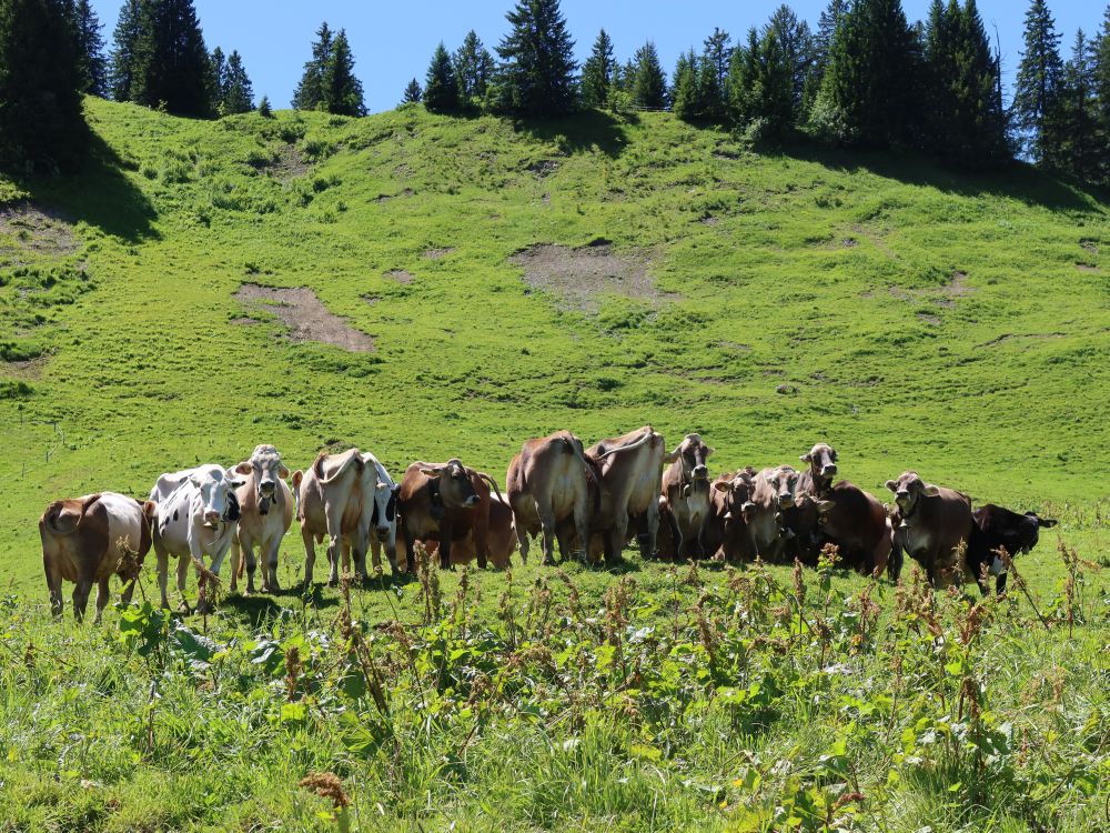 Kuhherde in Reihe