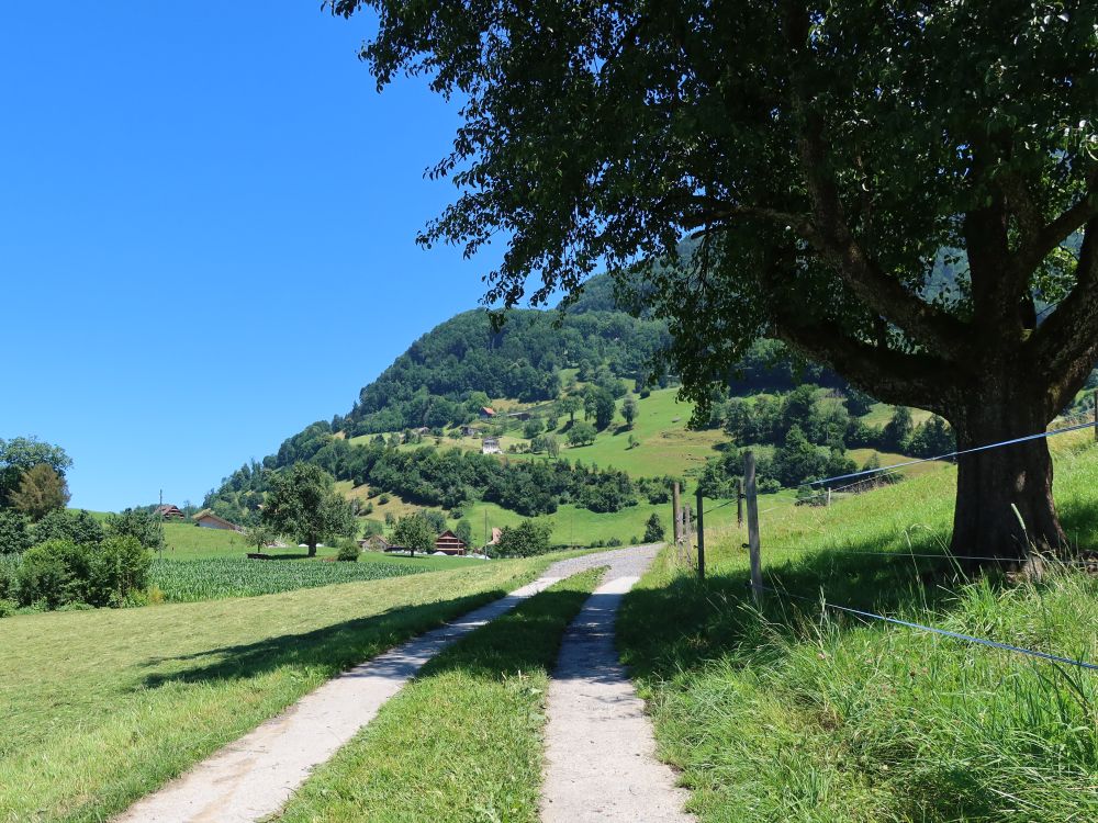 Weg bei Winterhaldiweid