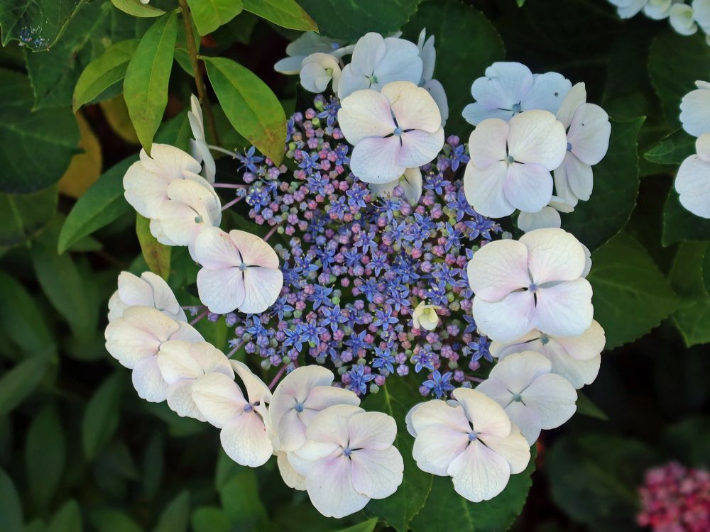 Hortensie