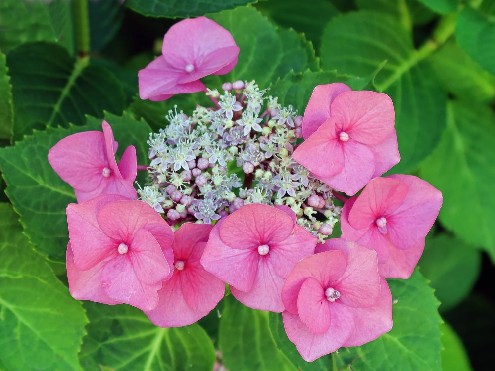 Hortensie