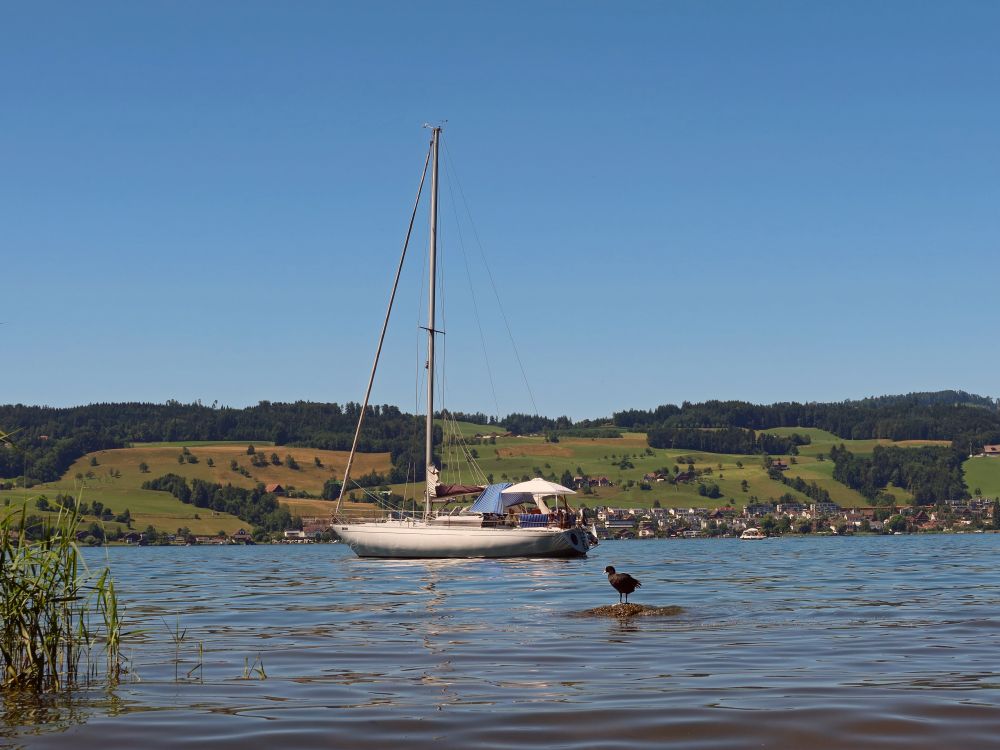 Segelboot und Blesshuhn