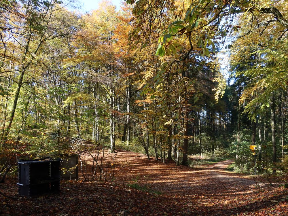 Herbstwald bei Ob Chalch