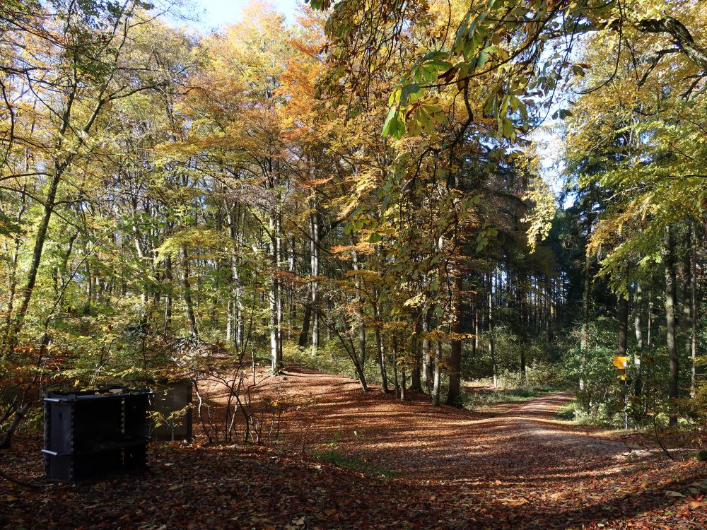 Herbstwald bei Ob Chalch