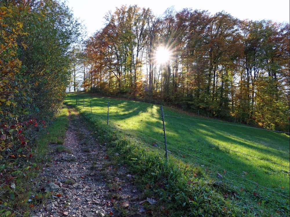 Gegenlicht bei Ängi