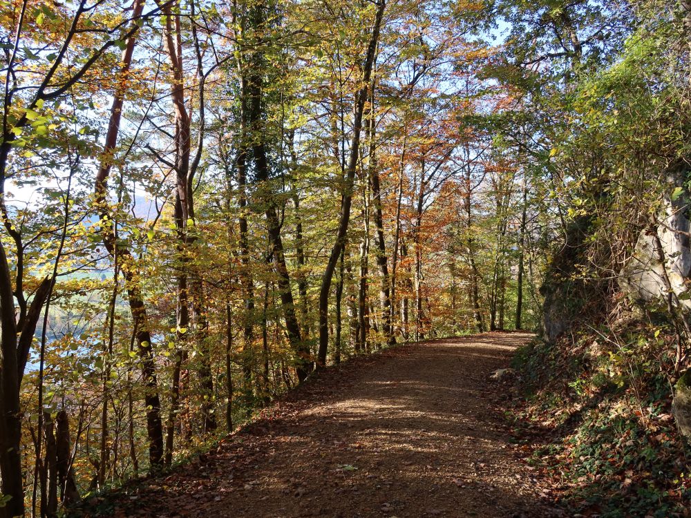 Waldweg im Herbstwald
