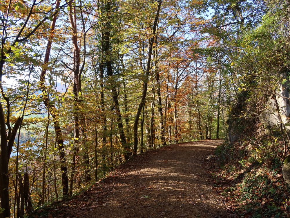 Waldweg im Herbstwald