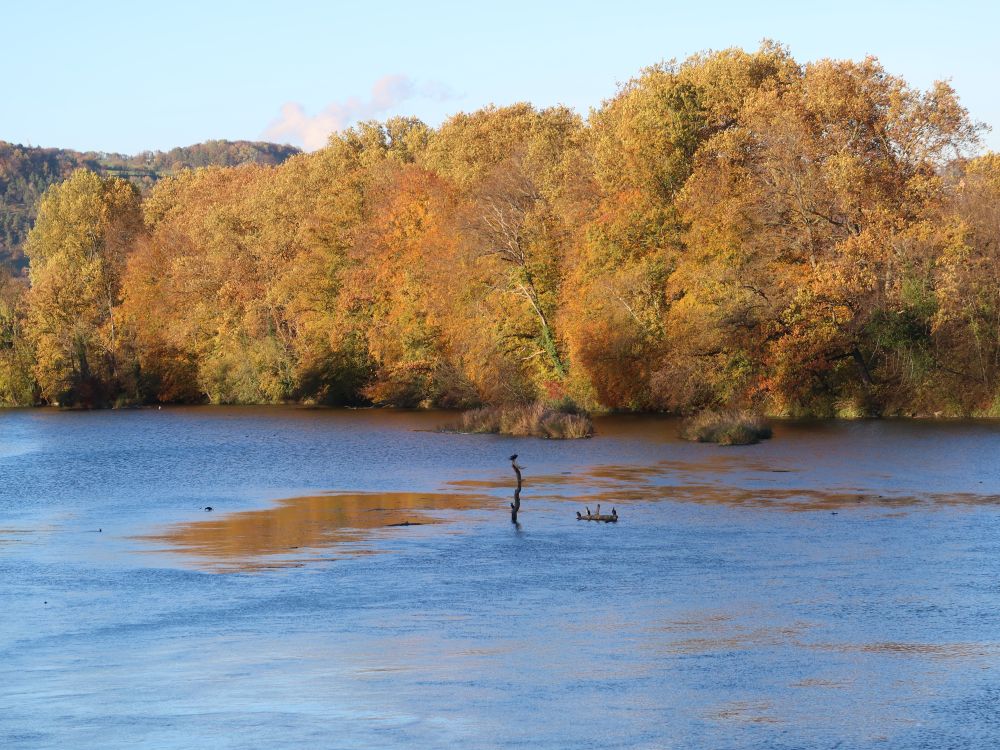 herbstliche Bäume am Aareufer