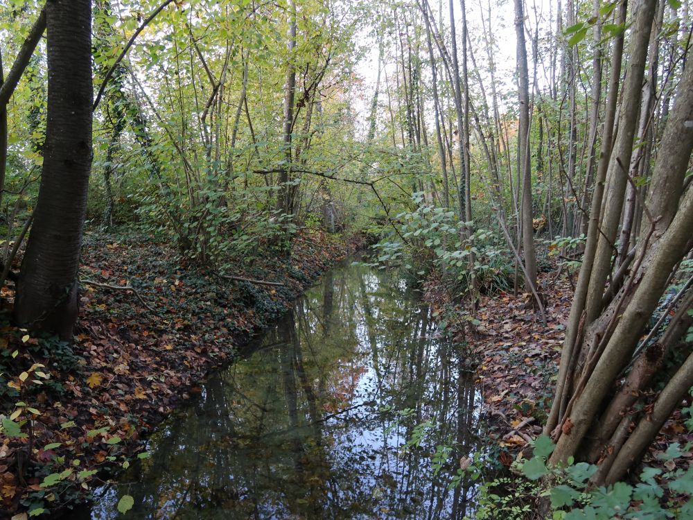 Seitenbach der Aare