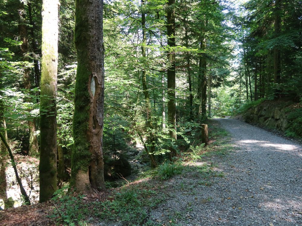 Waldweg