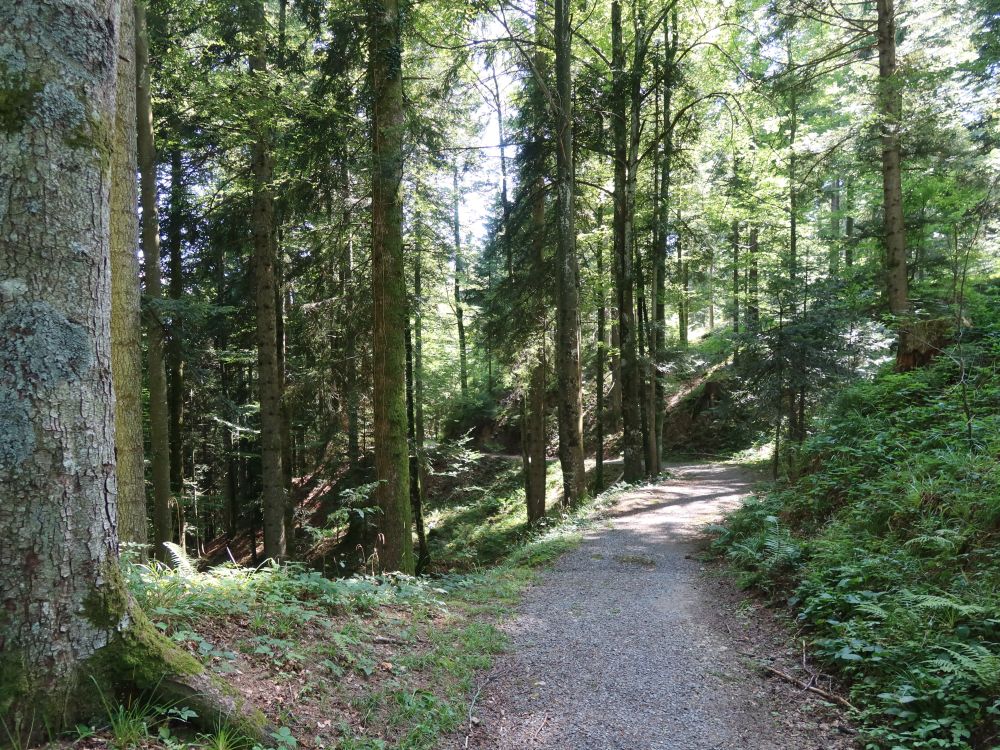 Waldweg