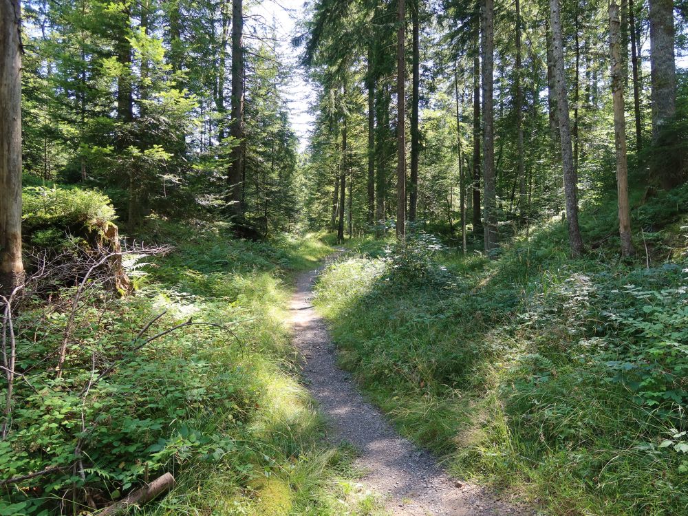 Waldweg