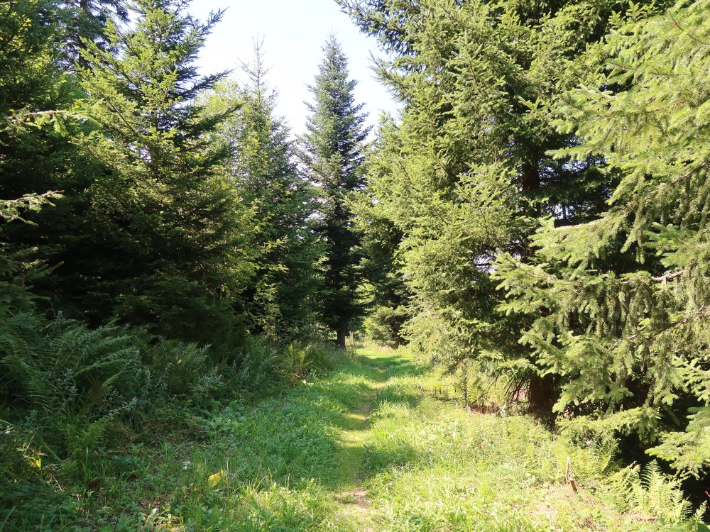 Waldpfad