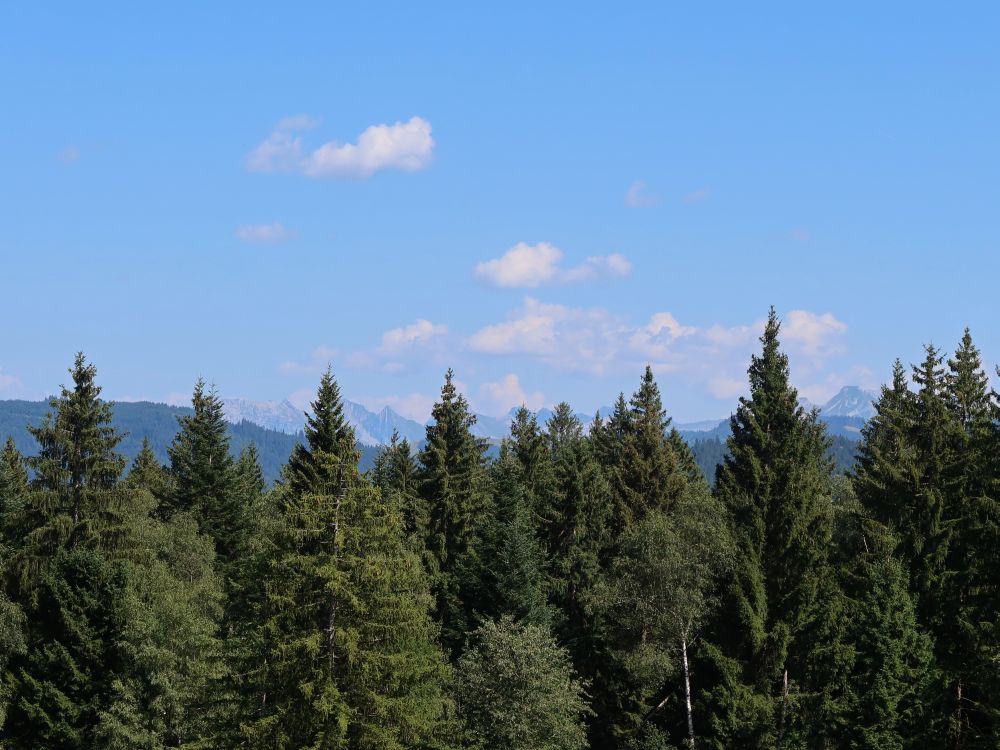 Bergspitzen über den Baumwipfeln