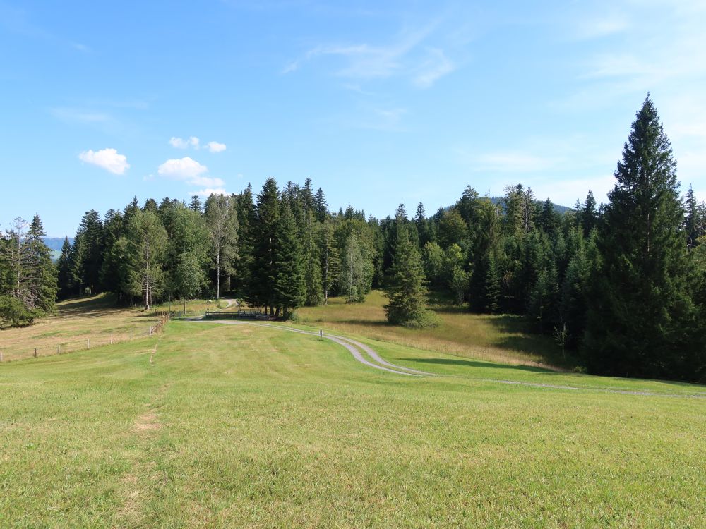 Wiese unter der Brandhöchi