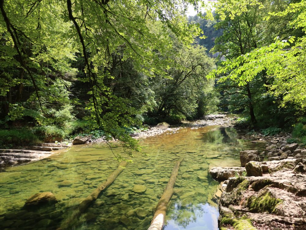 Baumstämme in der Areuse