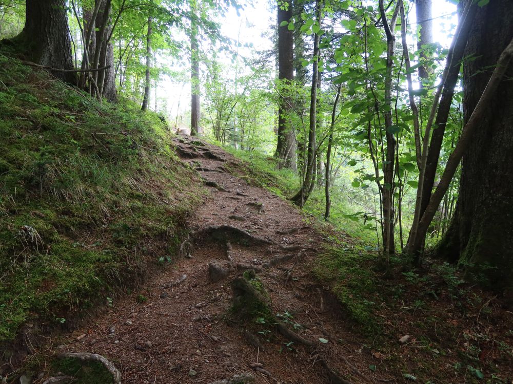 Waldweg