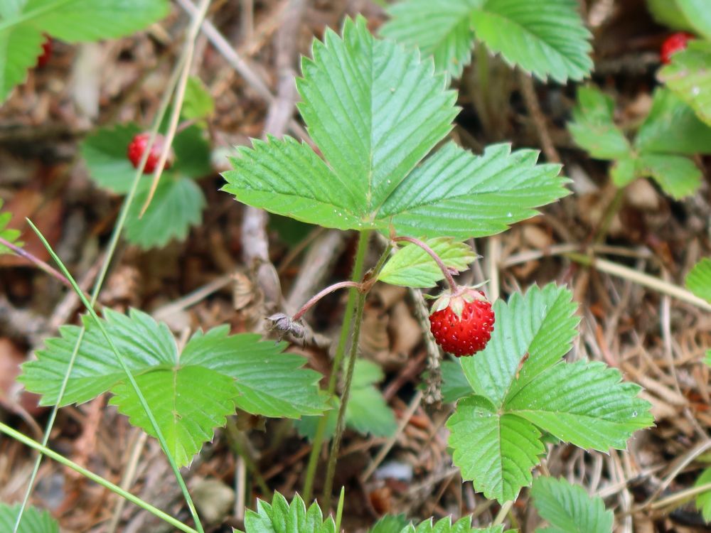 Erdbeeren