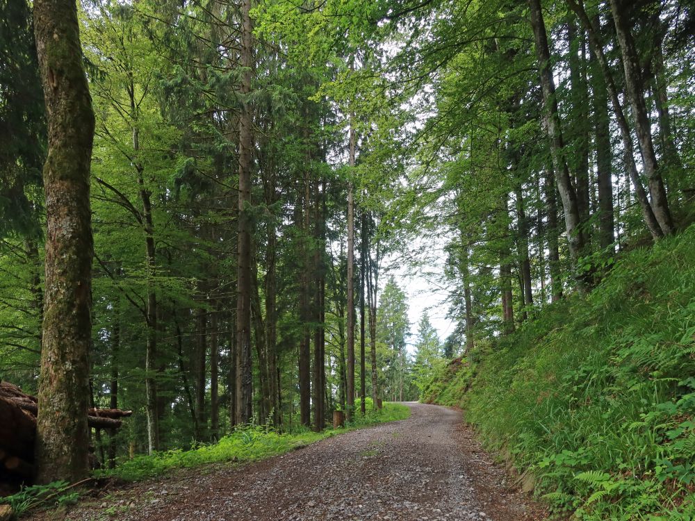 Waldweg