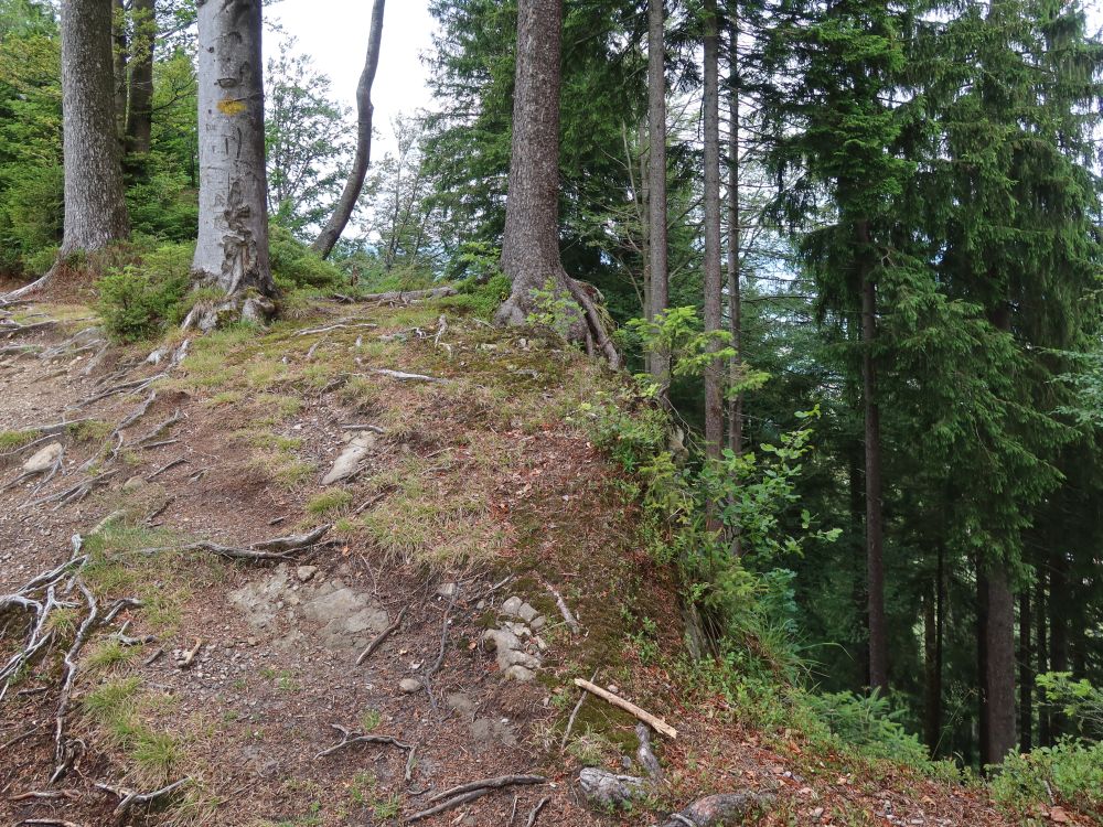 Waldweg