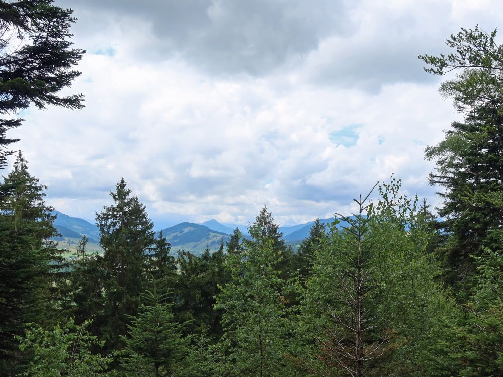 Blick über die Baumspitzen