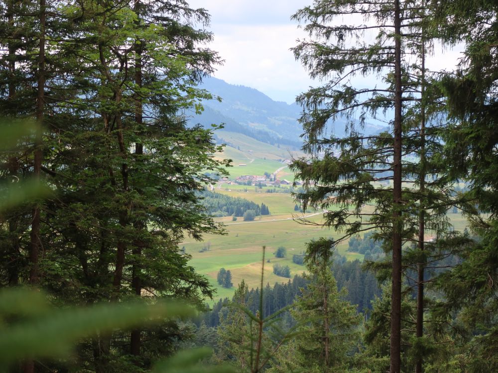 Blick durch die Baumlücke