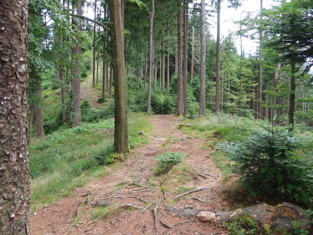 Waldweg