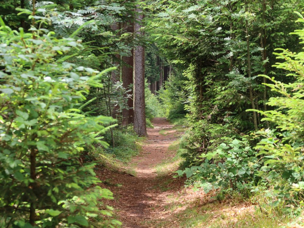 Waldweg