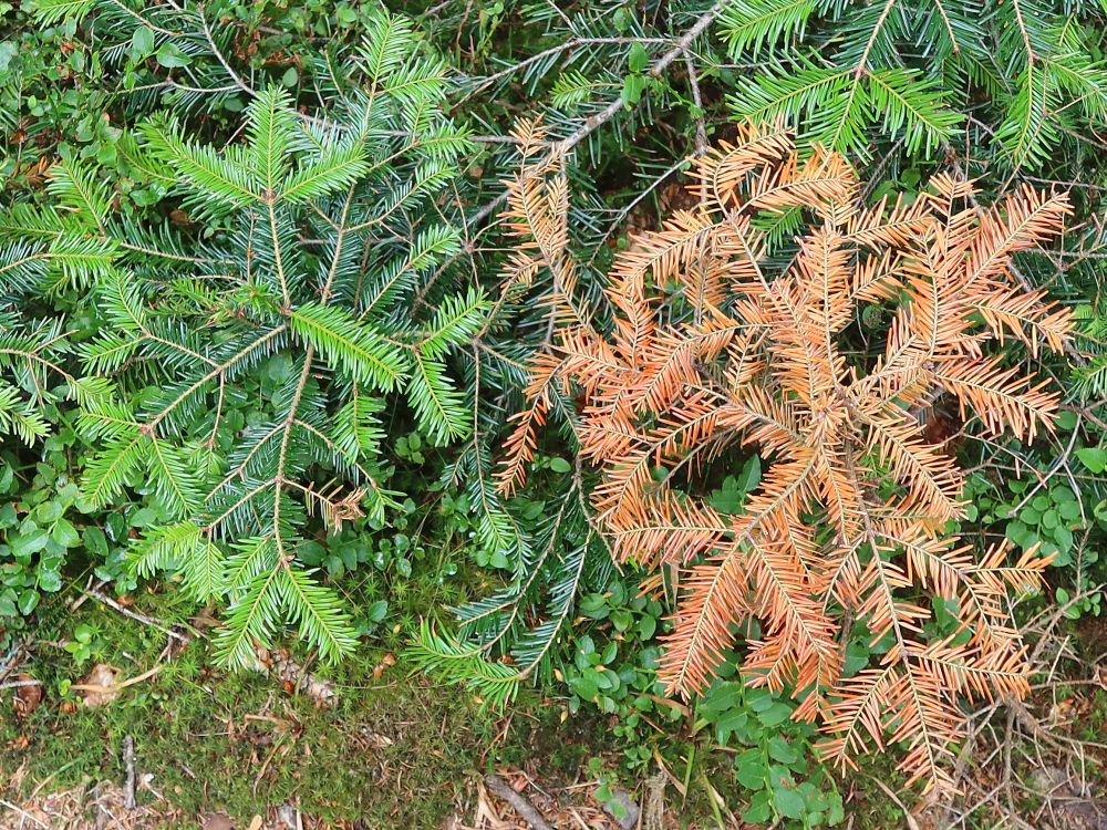 verschiedene Nadelfarben