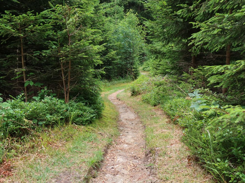 Waldweg